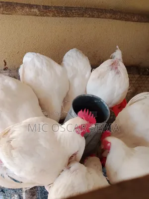 Life Chicken