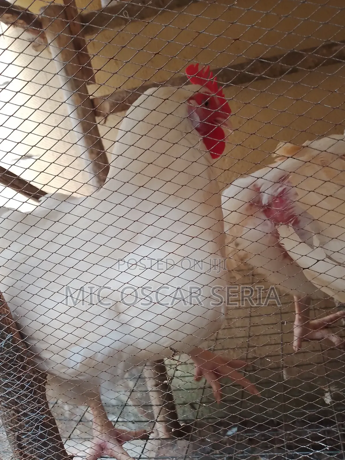 Life Chicken