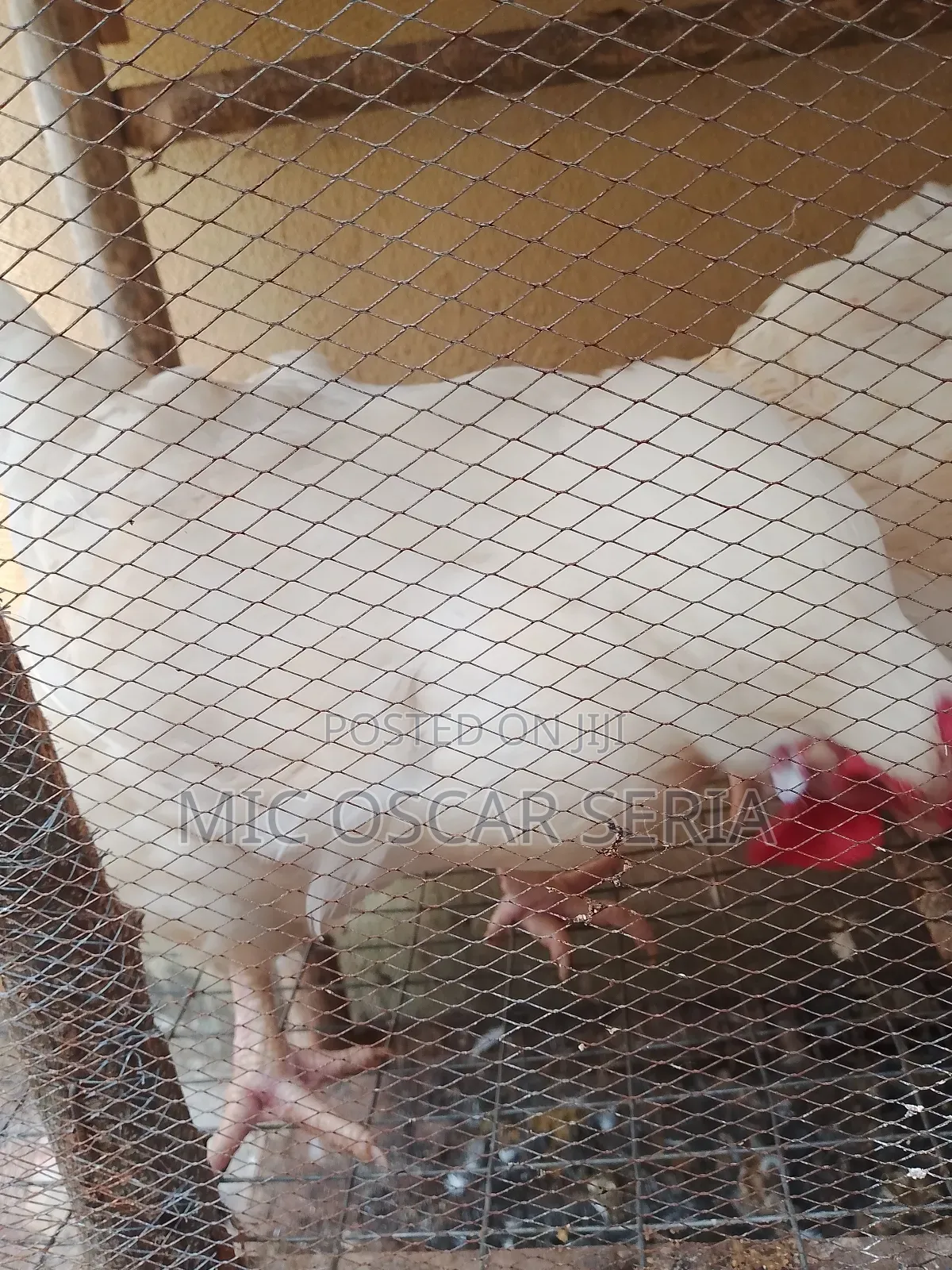Life Chicken