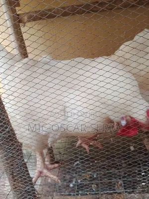 Life Chicken