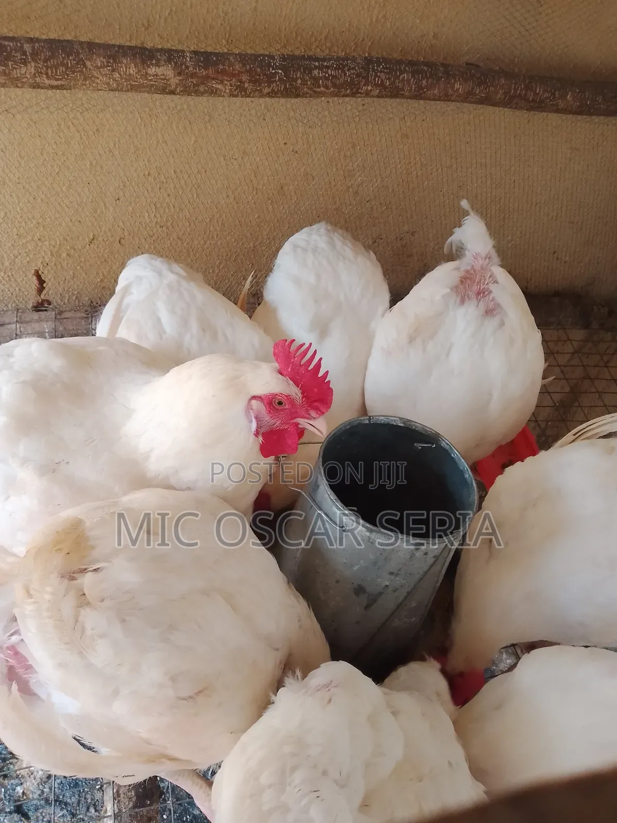 Life Chicken
