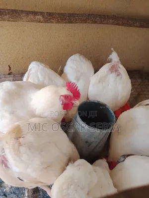 Life Chicken