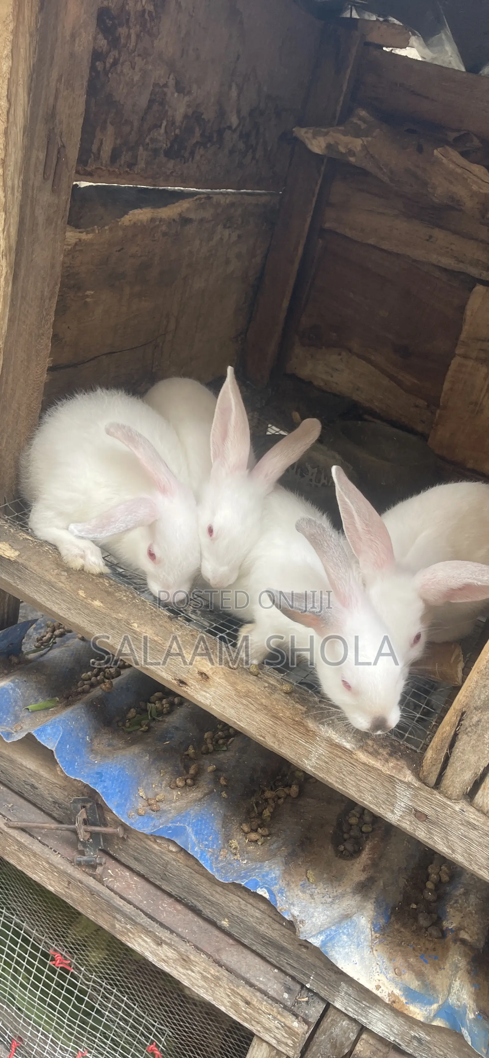 Rabbit for Sale