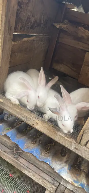 Rabbit for Sale