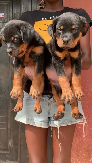 1-3 months Female Purebred Rottweiler