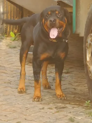 1+ year Male Purebred Rottweiler