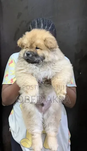 1-3 months Male Purebred Chow Chow