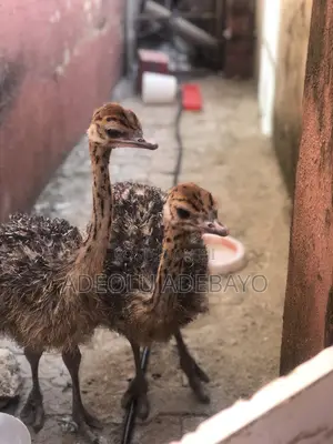 10 Weeks Ostrich Available