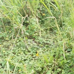 A Plot of Land Available for Sale