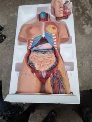 Human Anatomy Model Unisex
