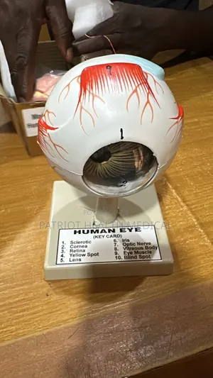 Human Eye Model