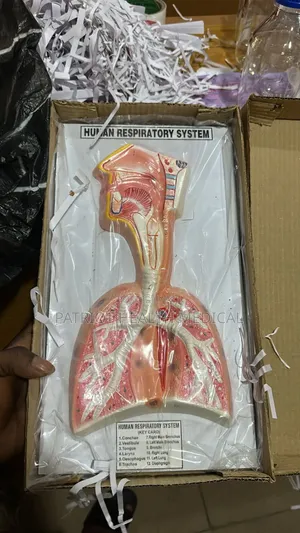 Human Respiratory System