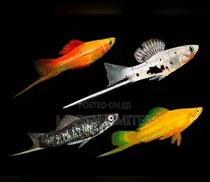 Sword Tail