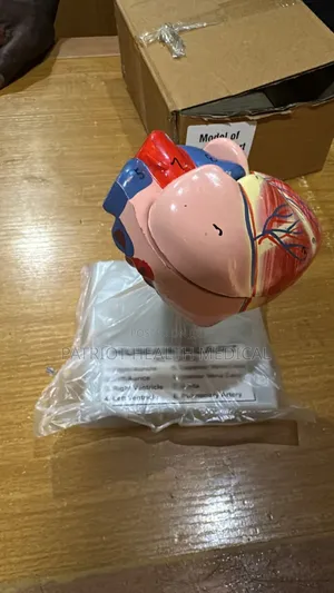 Human Heart Model