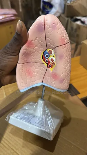 Human Lungs Model