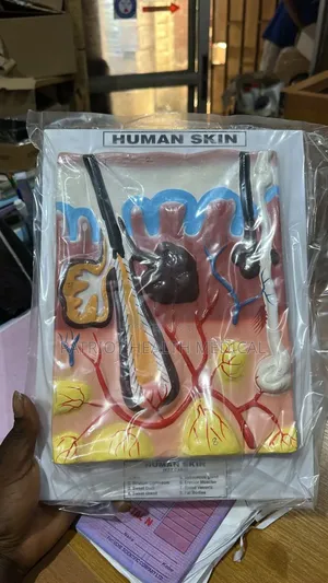 Human Skin Model
