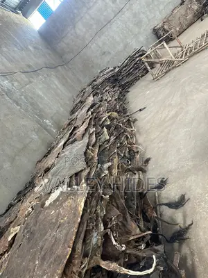 Dry Ponmo Ijebu