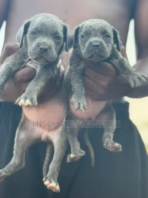 1-3 months Female Purebred Cane Corso