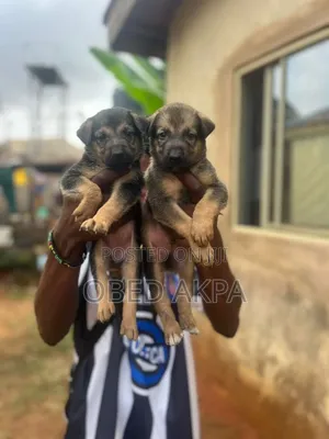 1-3 months Male Purebred German Shepherd