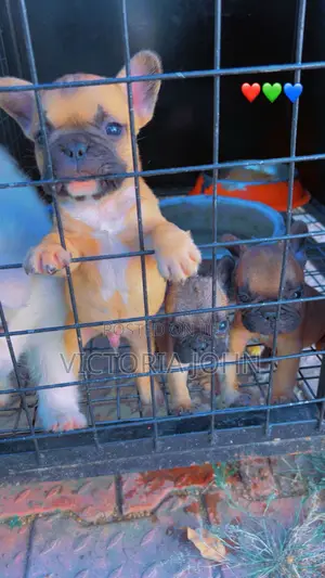 1-3 months Male Purebred French Bulldog