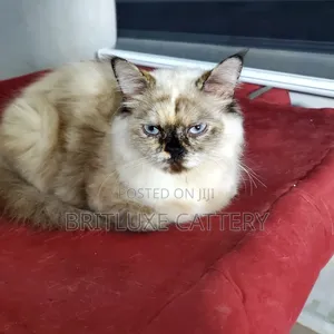 1+ year Female Purebred Persian