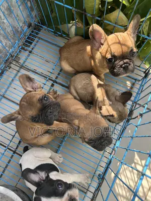 1-3 months Male Purebred French Bulldog