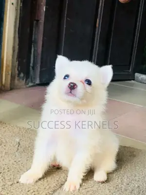 1-3 months Female Purebred American Eskimo