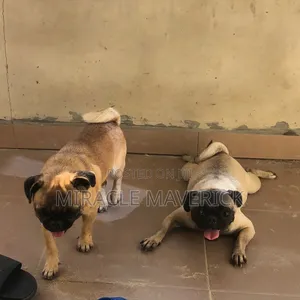 1-3 months Male Purebred Pug