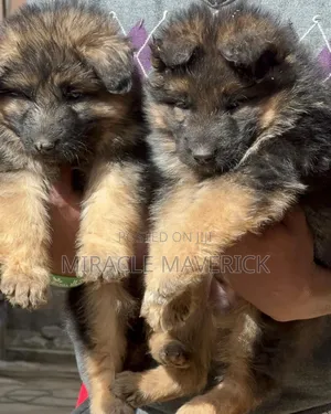 1-3 months Male Purebred German Shepherd