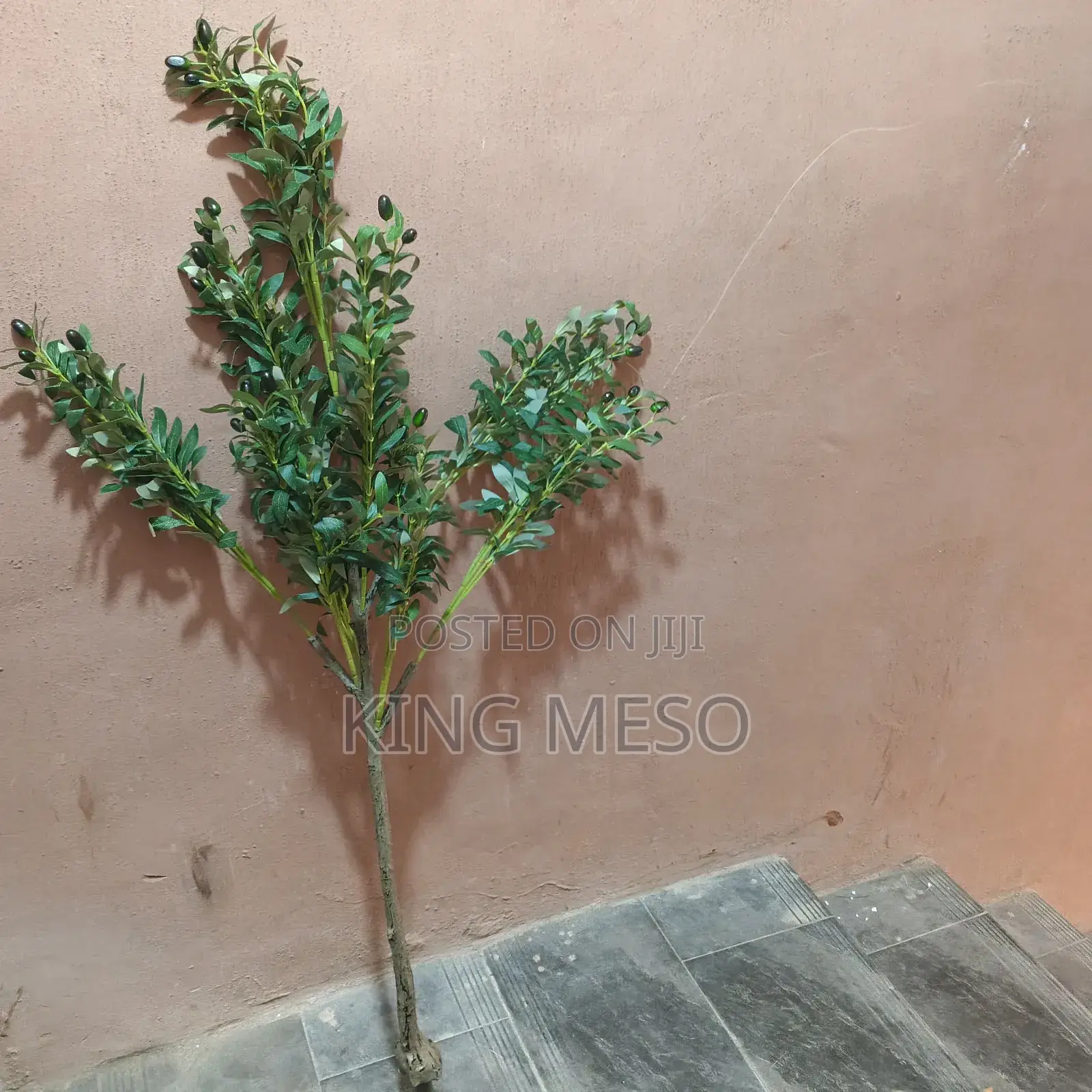 Olive Plant Available