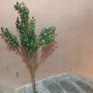 Olive Plant Available