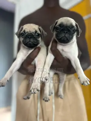 1-3 months Male Purebred Pug