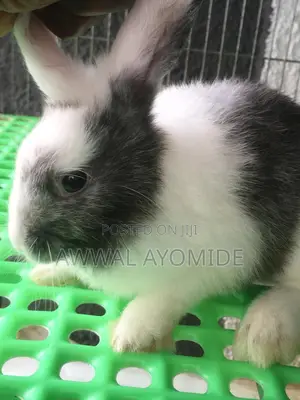 Bunnies Available