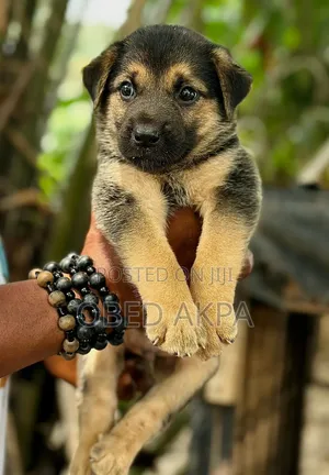 1-3 months Male Purebred German Shepherd