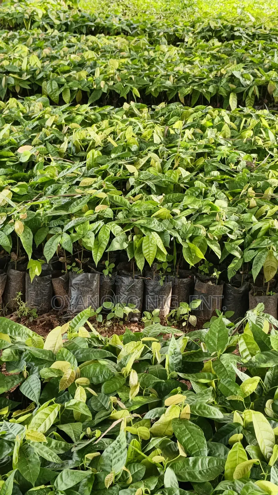 Cocoa Seedlings