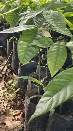 Cocoa Seedlings