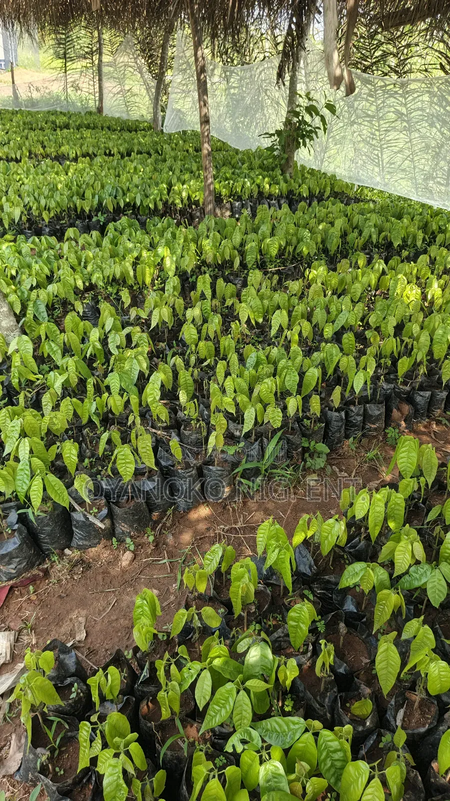 Cocoa Seedlings