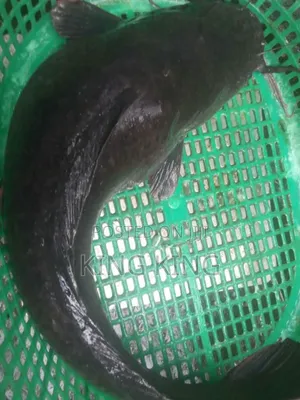 Catfish Table Size From 800 to 1kg
