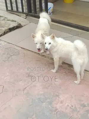 1+ year Female Purebred American Eskimo