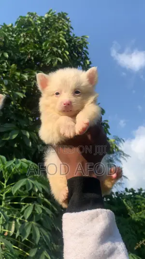 1-3 months Female Purebred American Eskimo