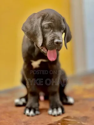 1-3 months Male Purebred Cane Corso
