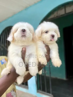 1-3 months Female Purebred Lhasa Apso