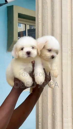 1-3 months Male Purebred Lhasa Apso