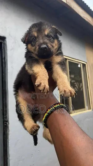 1-3 months Male Purebred German Shepherd