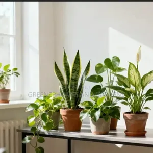 Indoor Air Purifying Plants
