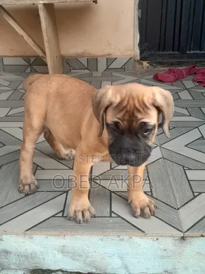 1-3 months Female Purebred Boerboel