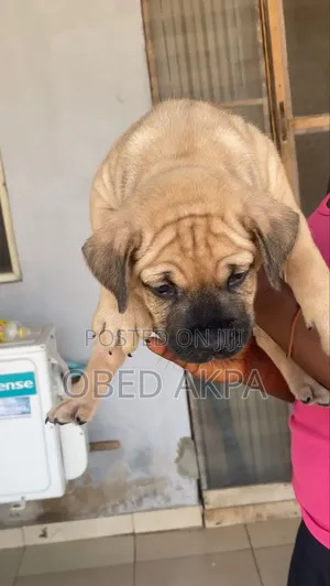 1-3 months Female Purebred Boerboel