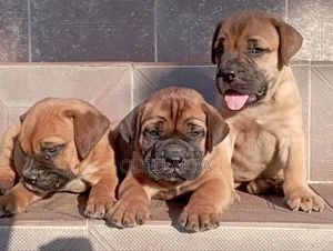 1-3 months Male Purebred Boerboel