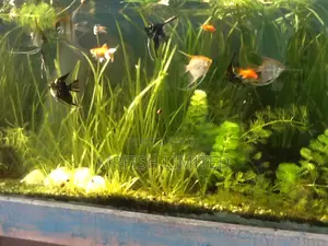 Angel Fish