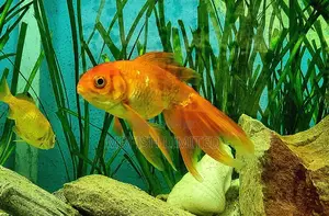 Gold Fish Carp